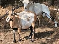 母羊, Cameroon sheep — 照片 2