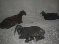 Qoyun, Karakul sheep — foto 3
