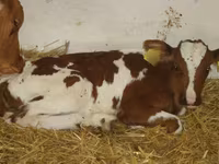 Cattle (batch, sex not specified), Simmental cattle — photo 1