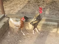 Japanese Bantam — photo 3