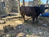 Cow, Cattle — photo 2