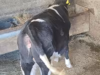 İnək, Russian Black pied cattle — foto 2