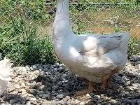 Geese — photo 3