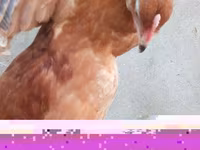 Chickens — foto 4