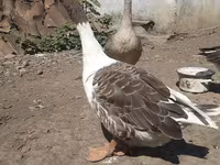 Geese — photo 8