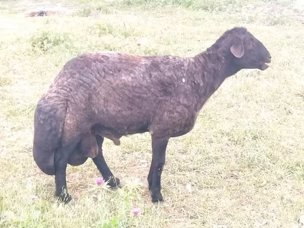 Qoç, Karakul sheep