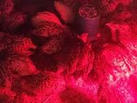 Quails — الصورة 8
