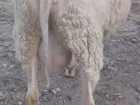 Ram, Sheep — photo 2