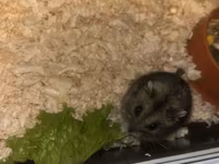 Cüce hamster və tam dəst aksesuarlar Qefes ile biryerde satılır 2-3 — الصورة 1