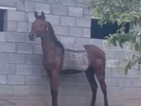 فرس, Thoroughbred horse — الصورة 2