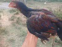 Chickens — الصورة 2