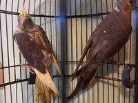 Məhsul: Nimfa (Cockatiel) cütü – qıf və aksesuarlarla birlikdə — 照片 4