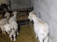 Billy Goat, Goats — photo 7