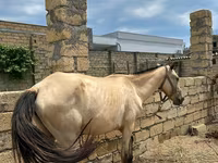 Atlar (partiya, cinsi göstərilməyib), Atlar — foto 4