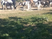 Buğa, Russian Black pied cattle — foto 2