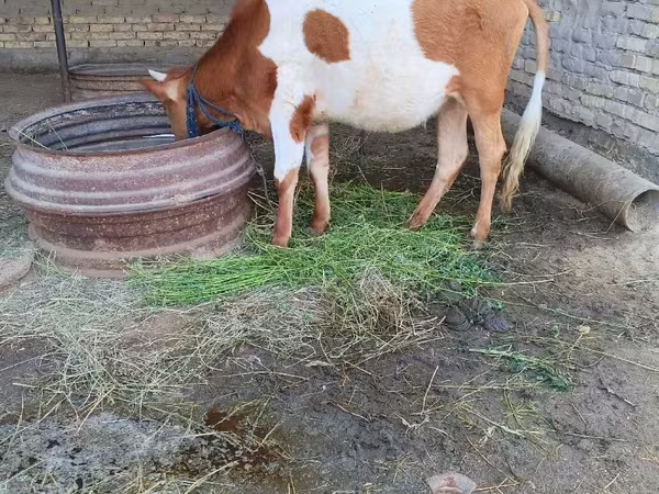 ВРХ (партія, стать не вказано), Simmental cattle
