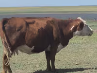 Krava, Latvian Blue cattle — foto 1