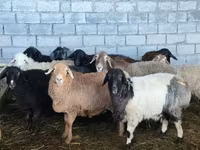 Qoyun, Beulah Speckled face sheep — foto 1