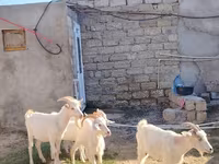 Dişi keçi, Saanen goat — foto 1