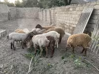 Ram, Sheep — photo 5