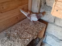 Serinka mayadı ünvan Mərdəkan — foto 1