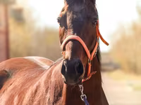 Toychoq, Thoroughbred horse — 1-rasm