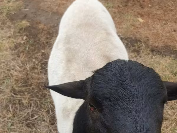 Beran, Dorper sheep