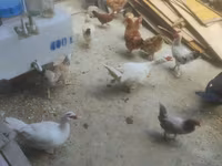Ducks — photo 2