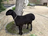 Кочкор, Койлор — сүрөт 4