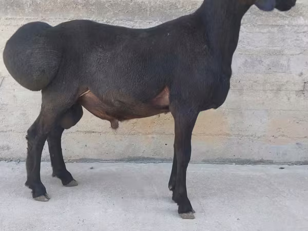 Widder, Hissar sheep