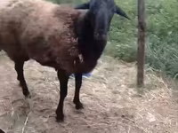 公羊, Hissar sheep — 照片 2