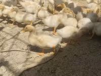 German Pekin — photo 1