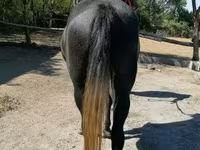 Caballo, Caballos — foto 7