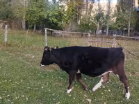 Vaca, Ganado vacuno — foto 3