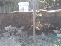 American Pekin — photo 4