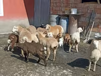 Qoyunlar (partiya, cinsi göstərilməyib), Qoyunlar — foto 1