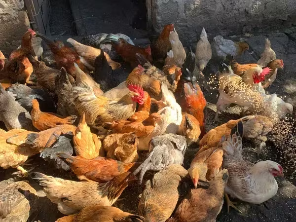 Chickens