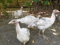 Turkeys — photo 1