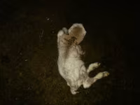 Sheep, Sheep — photo 3