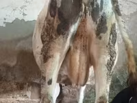 Rinder (Partie, Geschlecht nicht angegeben), Russian Black pied cattle — Foto 4
