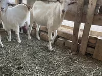 Billy Goat, Goats — photo 2