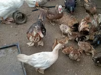 Ducks — الصورة 2