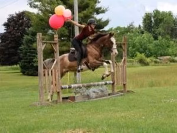 公马, Pinto horses