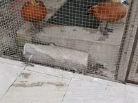 Ducks — Foto 2