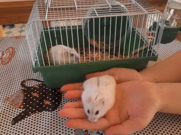 Hamster və qəfəs dəsti - Növ: xırda ev heyvanı (hamster), açıq