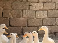 Alman Pekin — foto 2