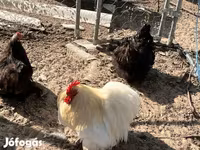 Pekin Bantam — foto 1