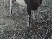 Козел, Nigerian dwarf goats — фото 2