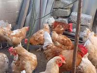 Chickens — 照片 4