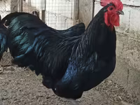 Chickens — photo 1